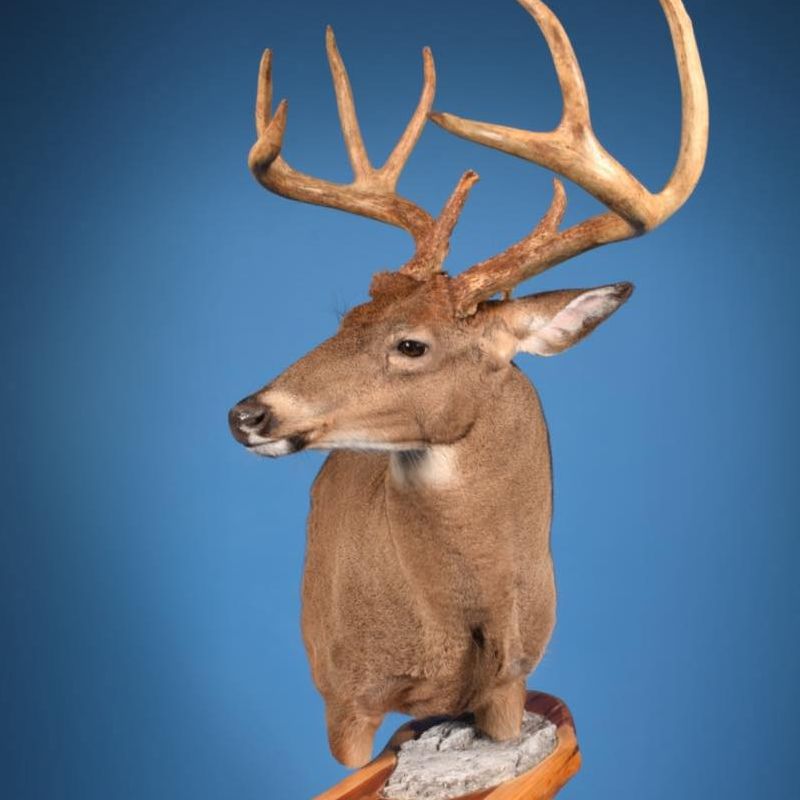 Buddy's Wildlife Taxidermy