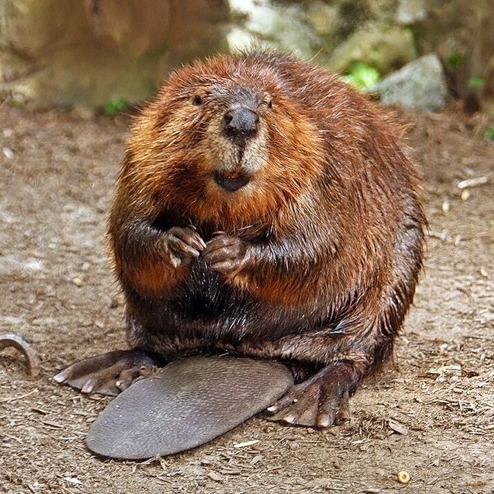 President's Challenge - American Beaver