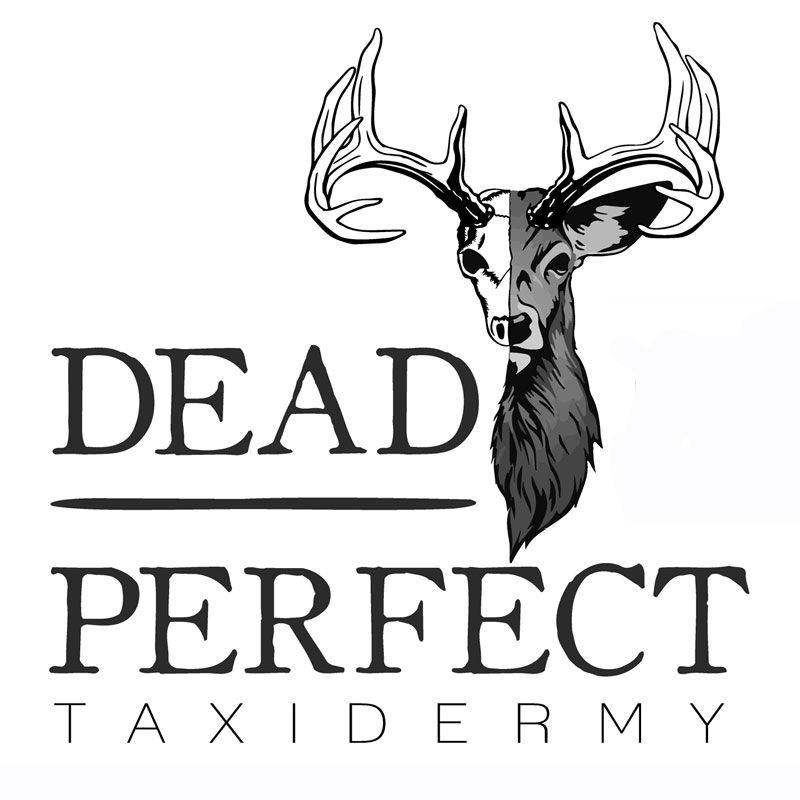 Dead Perfect Taxidermy